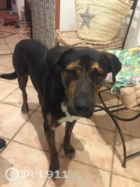 Deux Chiens Disparus à Septèmes-les-Vallons - photo