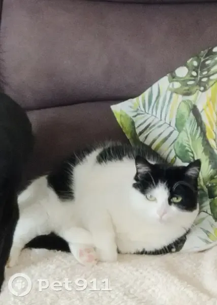 Chatte Européenne 8 ans perdue à Béziers - photo
