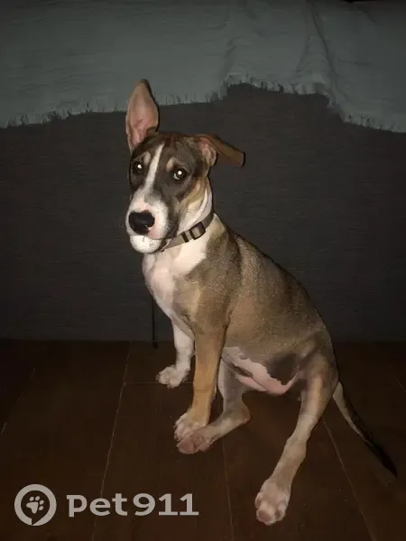 Chienne croisée Coco perdue à Ceyreste - photo