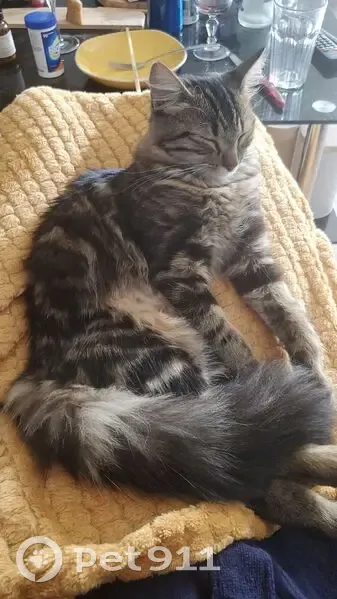 Chatte tigrée angora perdue à Usinens - photo