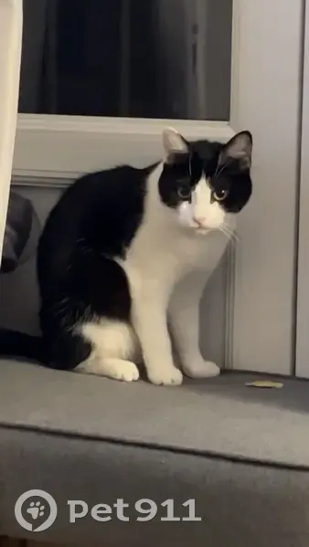 Chat européen femelle noir et blanc disparu - photo
