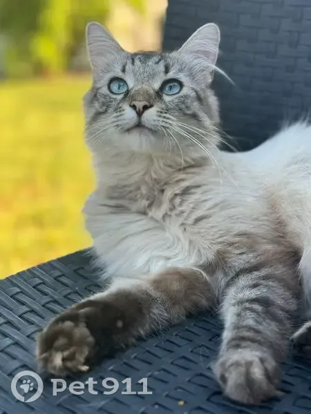 Chat perdu : Yeux bleus, Rue du 8 Mai, St-Martin - photo