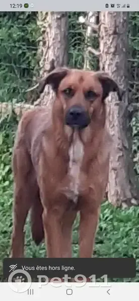 Chienne marron craintive perdue à Corcieux - photo