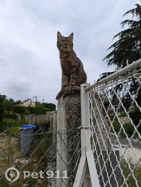 Chat tigré perdu, rue d'Hugny, La Ferté - photo
