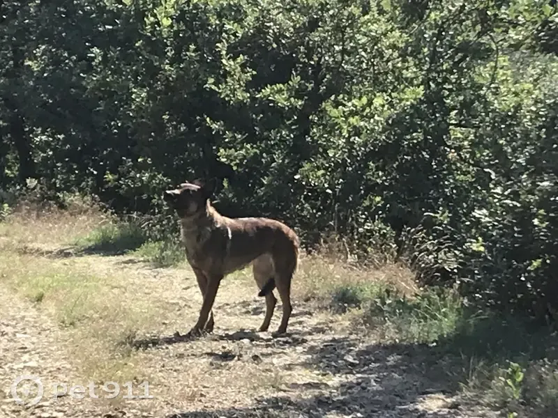 Malinois femelle trouvée à Mauves, Rhône-Alpes - photo