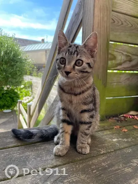 Chat mâle 4/5 mois trouvé à Alençon - photo