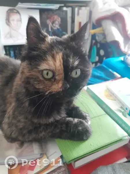 Chat disparu à Savine-le-Lac : Aidez-nous ! - photo