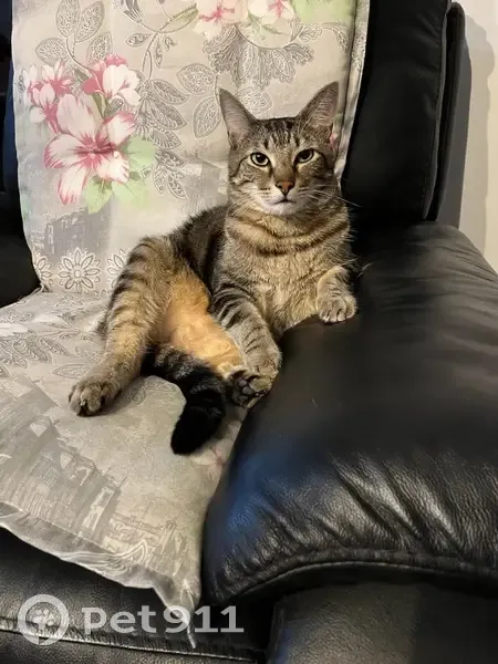 Chat Européen tigré perdu, Hoymille - photo