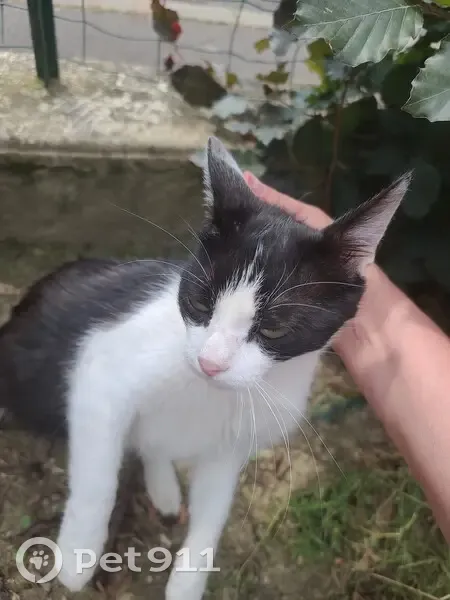Chatte sociable trouvée Rue des Dahlias, Gandrange - photo