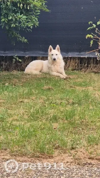 Perdu: Taïga, chienne Berger Blanc Suisse - photo