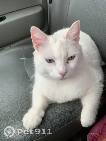 Chat sourd disparu rue des Pinsons, Longages - photo