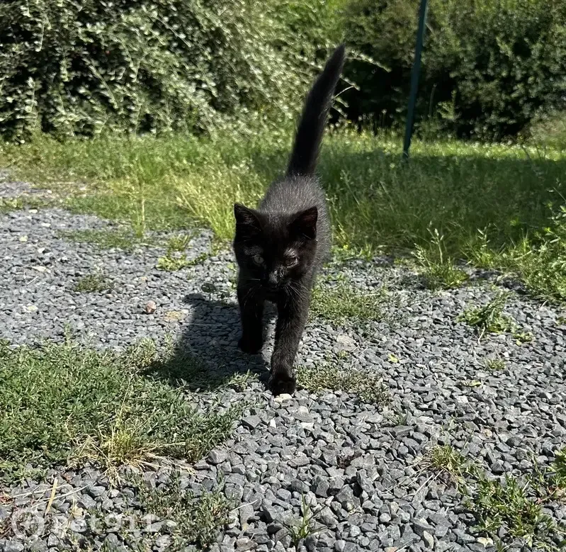 Petit chat noir trouvé à Bourbon-Lancy - photo