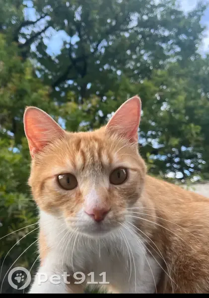 Chat perdu à Feyzin: Chichi, craintif et opéré - photo