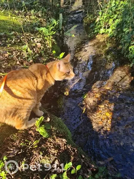 Chat tigré roux mâle perdu à La Brède - photo