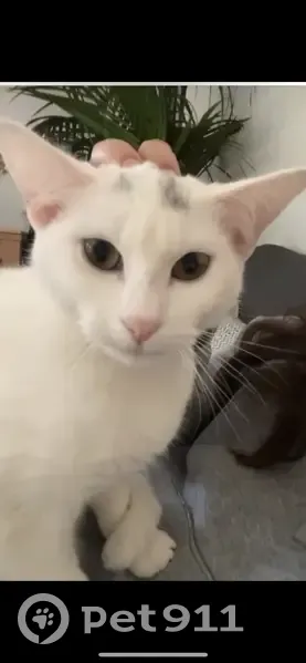 Chat perdu à Colombes : Ricotta blanche et grise - photo