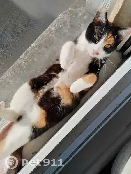 Chatte tricoline 1 an perdue à Le Blanc - photo