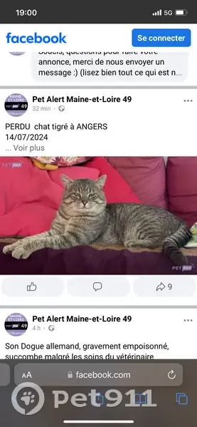 Chat gris tigré non castré perdu à Angers - photo