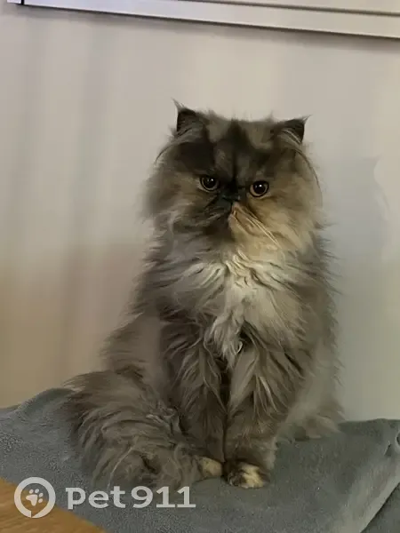 Chat Perdu: Topaze, Petite et Craintive - photo