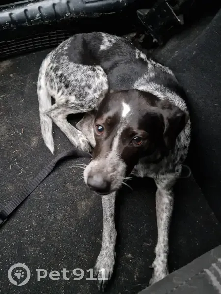 Chien noir et blanc trouvé à Tournus - photo