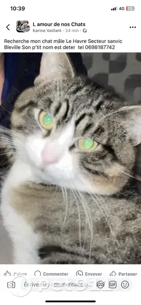 Chat européen noir/blanc/gris perdu au Havre - photo