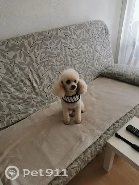 Caniche beige clair perdu à Veyras - photo