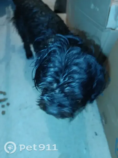 Chien noir trouvé près de la N10 à Mansle - photo
