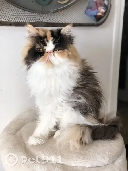 Chat persan femelle perdu à Veauche - photo