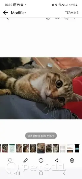 Chatte tigrée PERLINE perdue à Châtellerault - photo
