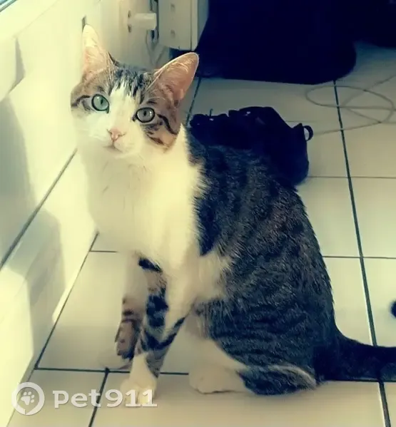 Chat perdu à Vaires-sur-Marne : Aidez-nous ! - photo