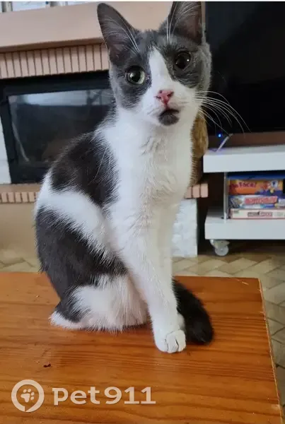 Chat gris perdu à Barbezieux, aide urgente - photo
