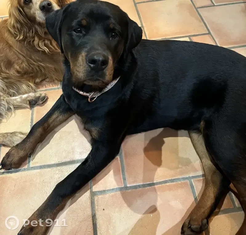 Rottweiler femelle 1 an perdue à Nîmes - photo