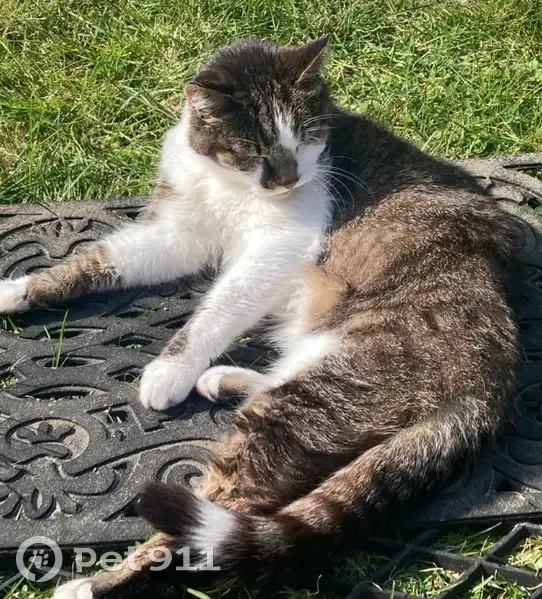 Chat âgé de 17 ans disparu à Wambrechies - photo