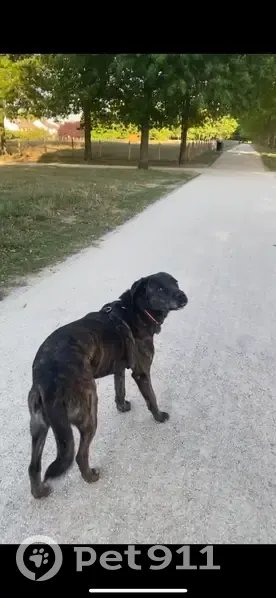 Chien craintif perdu à Montigny-le-Bretonneux - photo