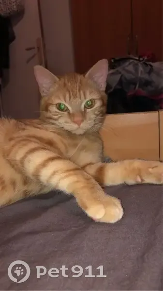 Chat roux mâle disparu à Hergnies - photo