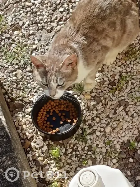 Chat femelle grise-blanche trouvée à Beaupréau - photo