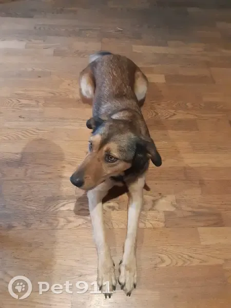 Chien trouvé à Chazé-sur-Argos, labrador en fuite - photo