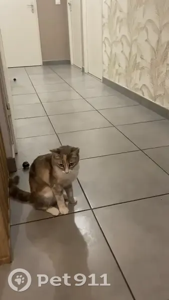 Chatte tricolore stérilisée disparue Montpellier - photo