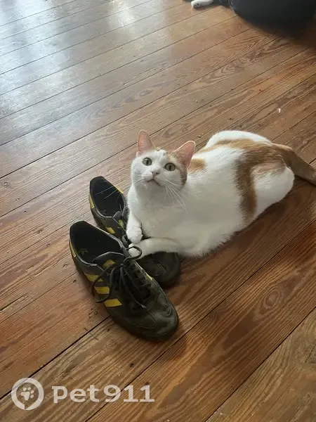 Chatte rousse et blanche perdue à Strasbourg - photo