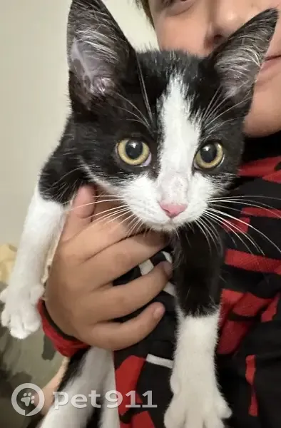 Chaton femelle noir et blanc trouvé à Ansac - photo
