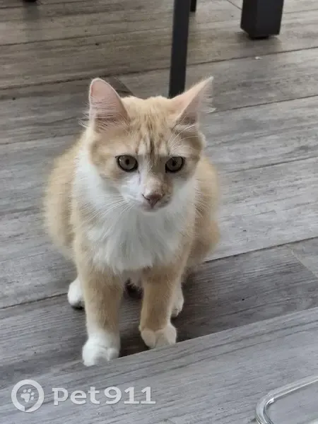 Chat trouvé sans collier Avenue Jean Jaurès - photo