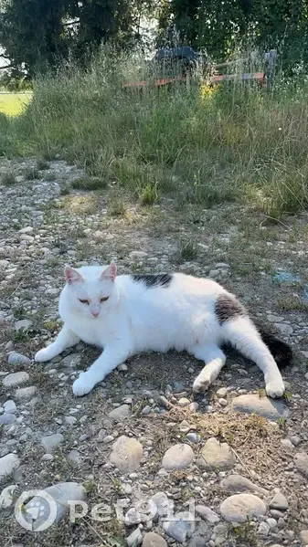 Petite minette blanche disparue à Royas - photo