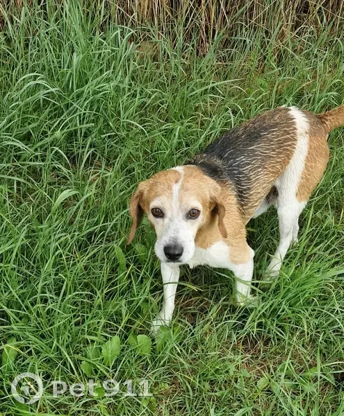 Beagle mâle trouvé au parc de la Rigolée, Avermes - photo