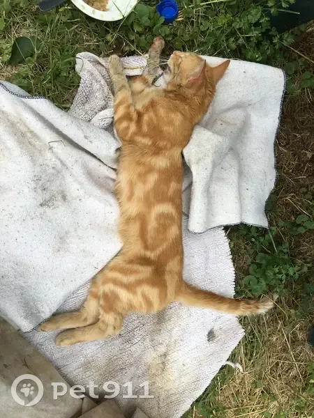 Chat malade trouvé à Clermont-Ferrand - photo