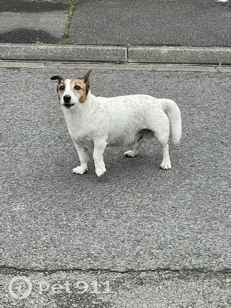 Chien blanc et roux trouvé Rue Nobel - photo