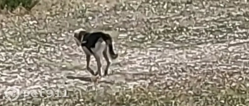 Chien trouvé avec harnais à Pia, Occitanie - photo