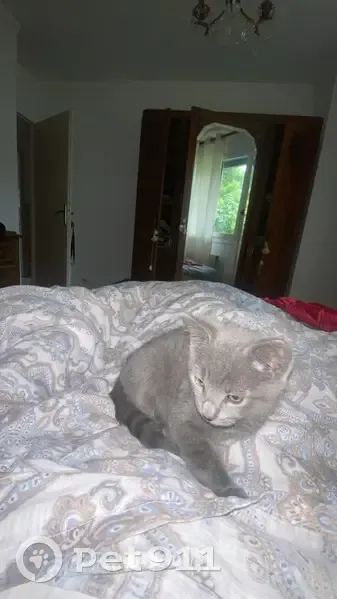 Chaton gris 