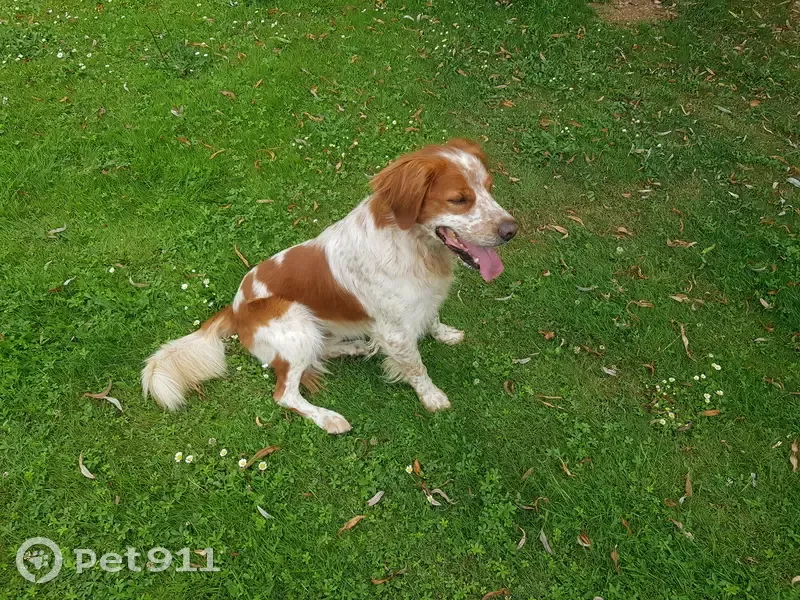 Épagneul breton mâle trouvé à Scorbé-Clairvaux - photo