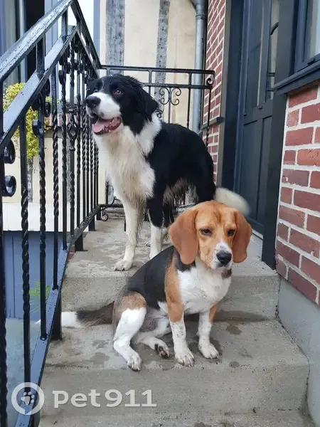 Deux chiens trouvés ce matin à Beauvais - photo