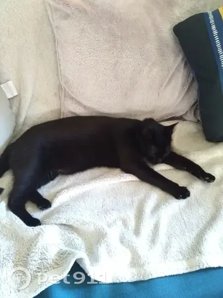 Chat noir femelle disparu à Tosse - photo
