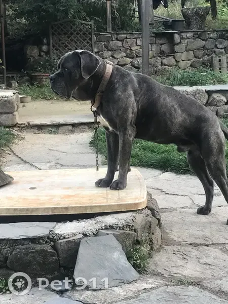 Chien perdu: Lancelot, cane corso gris, collier rouge - photo